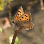 Vlinder- Kleine Vuurvlinder - Lycaena phlaeas