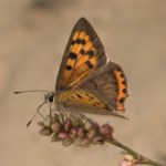 Vlinder- Kleine Vuurvlinder - Lycaena phlaeas