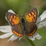 Vlinder- Kleine Vuurvlinder - Lycaena phlaeas