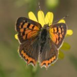 Vlinder- Kleine Vuurvlinder - Lycaena phlaeas