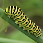 Vlinder- Koninginnenpage Rups - Papilio machaon - Maasstricht