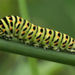 Vlinder- Koninginnenpage Rups - Papilio machaon - Maasstricht