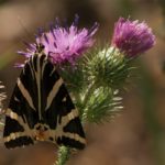 Vlinder- Spinneruilen - Spaanse Vlag - Eupgia quadripunclataria