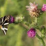 Vlinder- Spinneruilen - Spaanse Vlag - Eupgia quadripunclataria