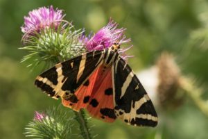 Vlinder- Spinneruilen - Spaanse Vlag - Eupgia quadripunclataria