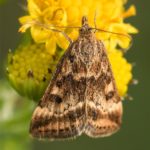 Vlinder -Weegbreemot - Pyrausta despicata