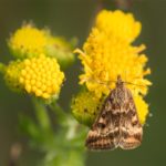 Vlinder -Weegbreemot - Pyrausta despicata