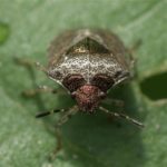 Wants - Andoornschildwants - Eysarcoris venustissimus