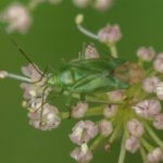 Wants - Groene Appelwants -Lygocoris pabulinus