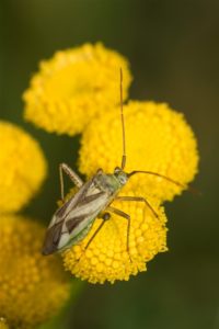 Wants - Luzernesierblindwants - Adelphocoris lineolatus