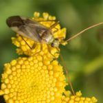 Wants - Luzernesierblindwants - Adelphocoris lineolatus