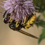 Wesp - Bijenwolf - Philanthus triangulum