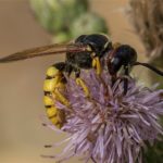 Wesp - Bijenwolf - Philanthus triangulum