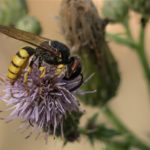 Wesp - Bijenwolf - Philanthus triangulum