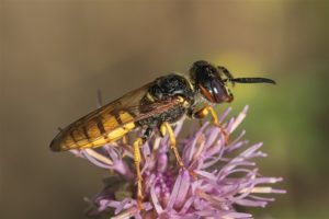 Wesp - Bijenwolf - Philanthus triangulum