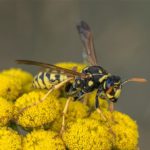 Wesp - Franse Veldwesp - Polistes dominula