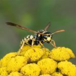 Wesp - Franse Veldwesp - Polistes dominula