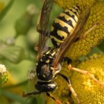 Wesp - Franse Veldwesp - Polistes dominula