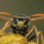 Wesp - Franse Veldwesp - Polistes dominula