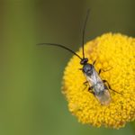 Wesp -Sluipwesp onbekend - Ichneumonidae indet