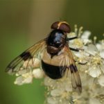 Zweefvlieg - Witte Reus - Volucella pellucens