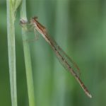 Bruine Winterjuffer - Sympecma fusca