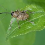 Kleine Eikelboorder - Curculio glandium