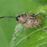 Kleine Eikelboorder - Curculio glandium