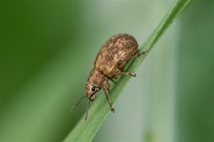 Grauwbruine Dennensnuitkever Strophosoma capitatum