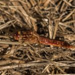 Vuurlibel -Crocothemis erythraea