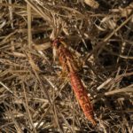 Vuurlibel -Crocothemis erythraea