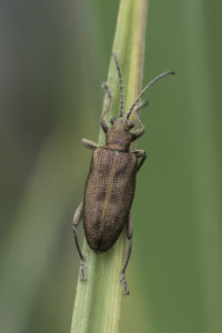 Bladhaantje - Liesgrasrietkever - Donacia semicuprea