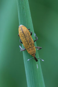 Grote Lissnuitkever - Lixus iridis