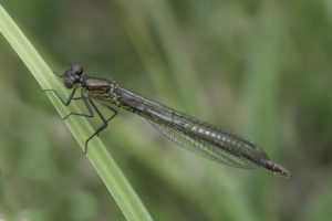 Grote Roodoogjuffer - Erythromma najas