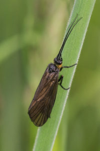 Grote Schietmot - Oligotricha striata