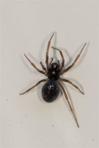 Hangmatspin - Linyphiidae indet.