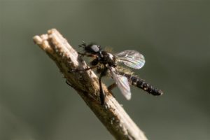 Kleine Rouwvlieg - Bibio lanigerus