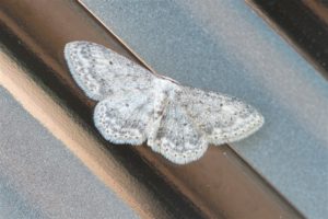 Paardenbloemspanner - Idaea seriata