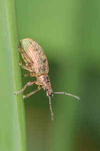 Reebruine Bladsnuitkever - Polydrusus cervinus