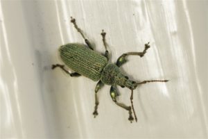 Snuitkever - Phyllobius virideaeris