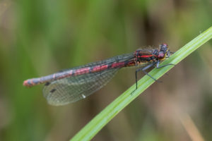 Vuurjuffer - Pyrrhosoma nymphula