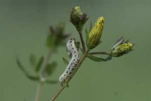 Bastaardrupsen - Larve Helmkruidbladwesp