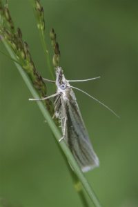 Bleke Grasmot - Crambus perlella