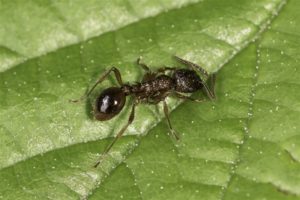 Bossteekmier - Myrmica ruginodis