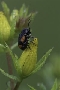 Hertshooisteilkopje - Cryptocephalus moraei