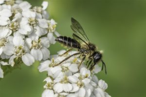 Kruiskruidzandbij - Andrena denticulata