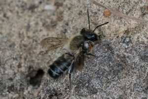 Grote bladsnijder - Megachile willughbiella