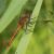 Bloedrode Heidelibel - Sympetrum sanguineum