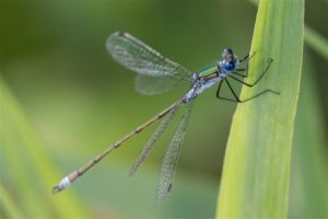 Gewone Pantserjuffer - Lestes sponsa - man