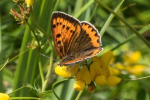 Grote Vuurvlinder - Lycaena dispar